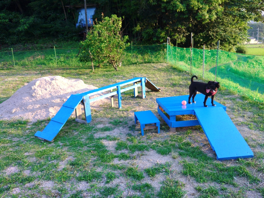 Riku's dog run