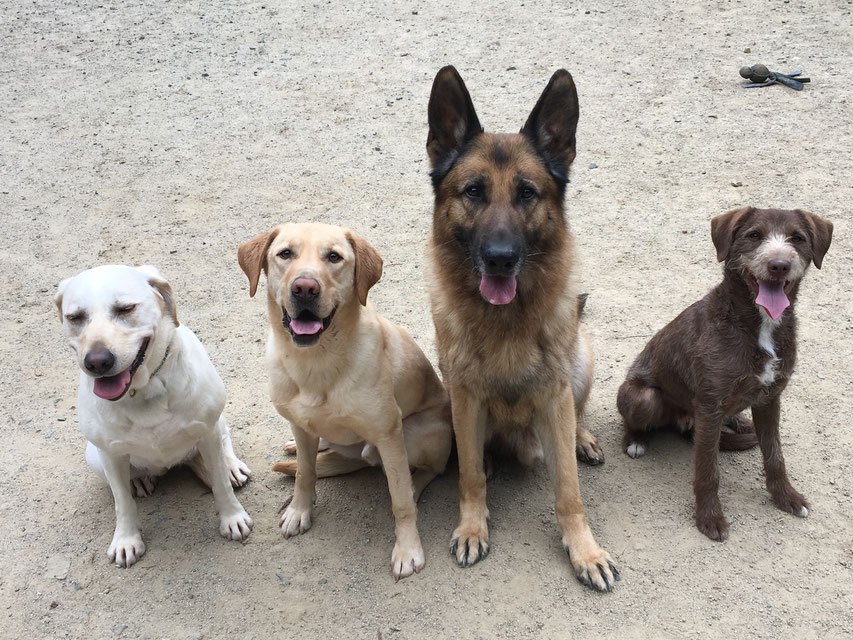 DOGパーク森