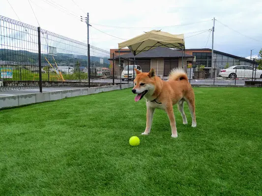 あさちゃんドッグラン