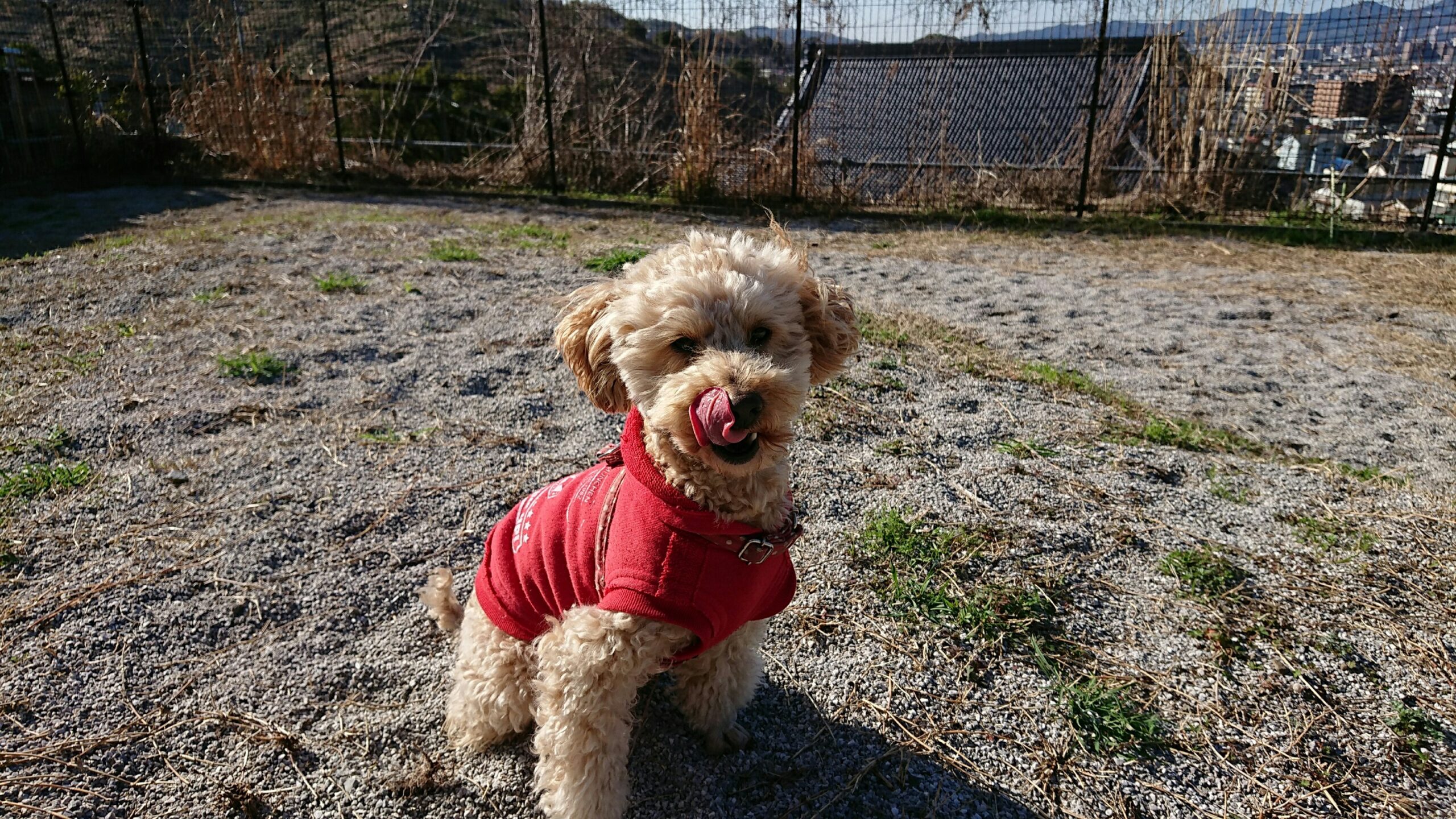 ワンワンさくら ドッグラン