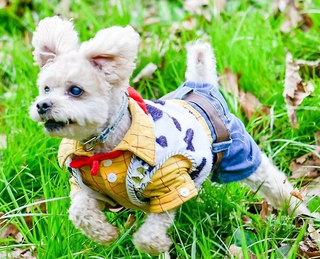 travelpet TAXI