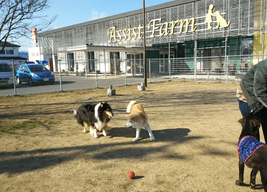 ASSIST ドッグラン