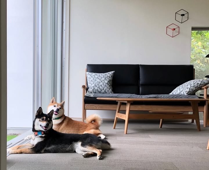 107CAFE+dogs ドッグラン