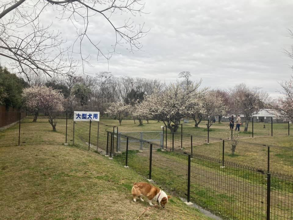 びわこ梅の郷ドッグラン