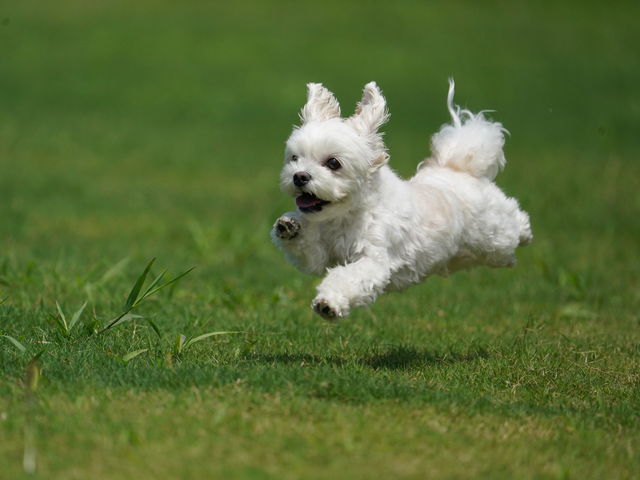 南あわじドッグラン飛行犬・飛行キッズ撮影所