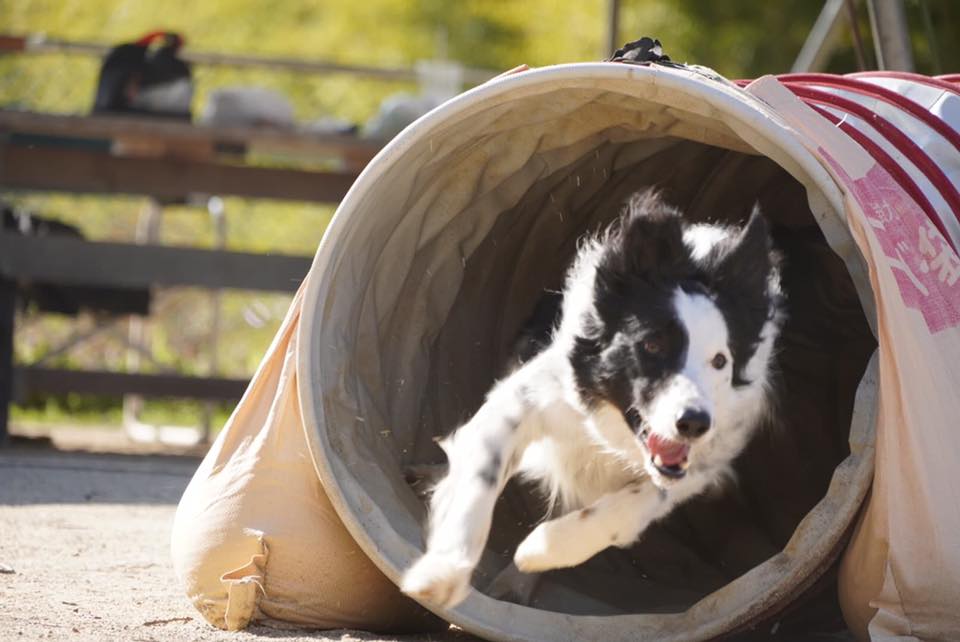 DOG RUN Ribbon Family 