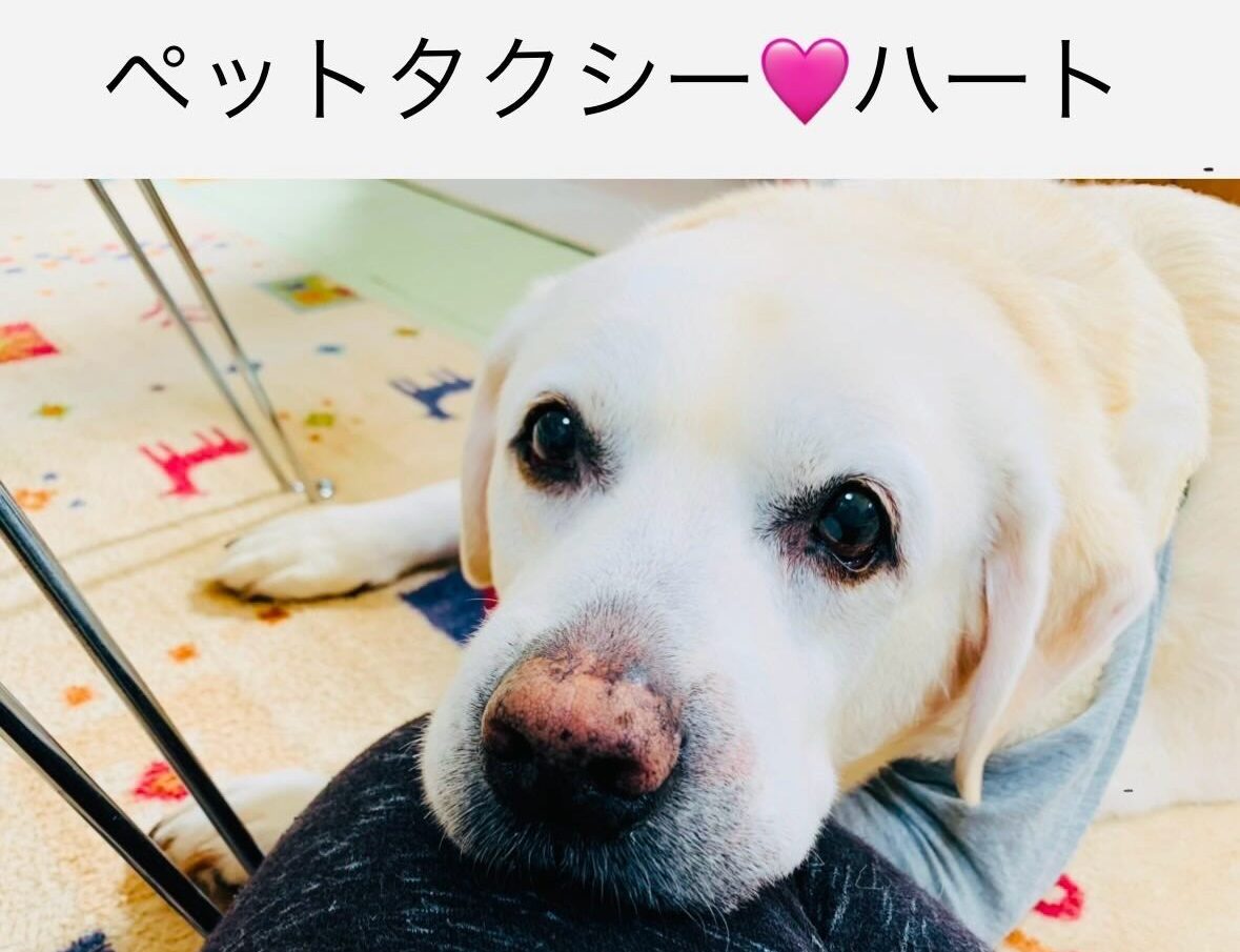 ペットタクシーハート
