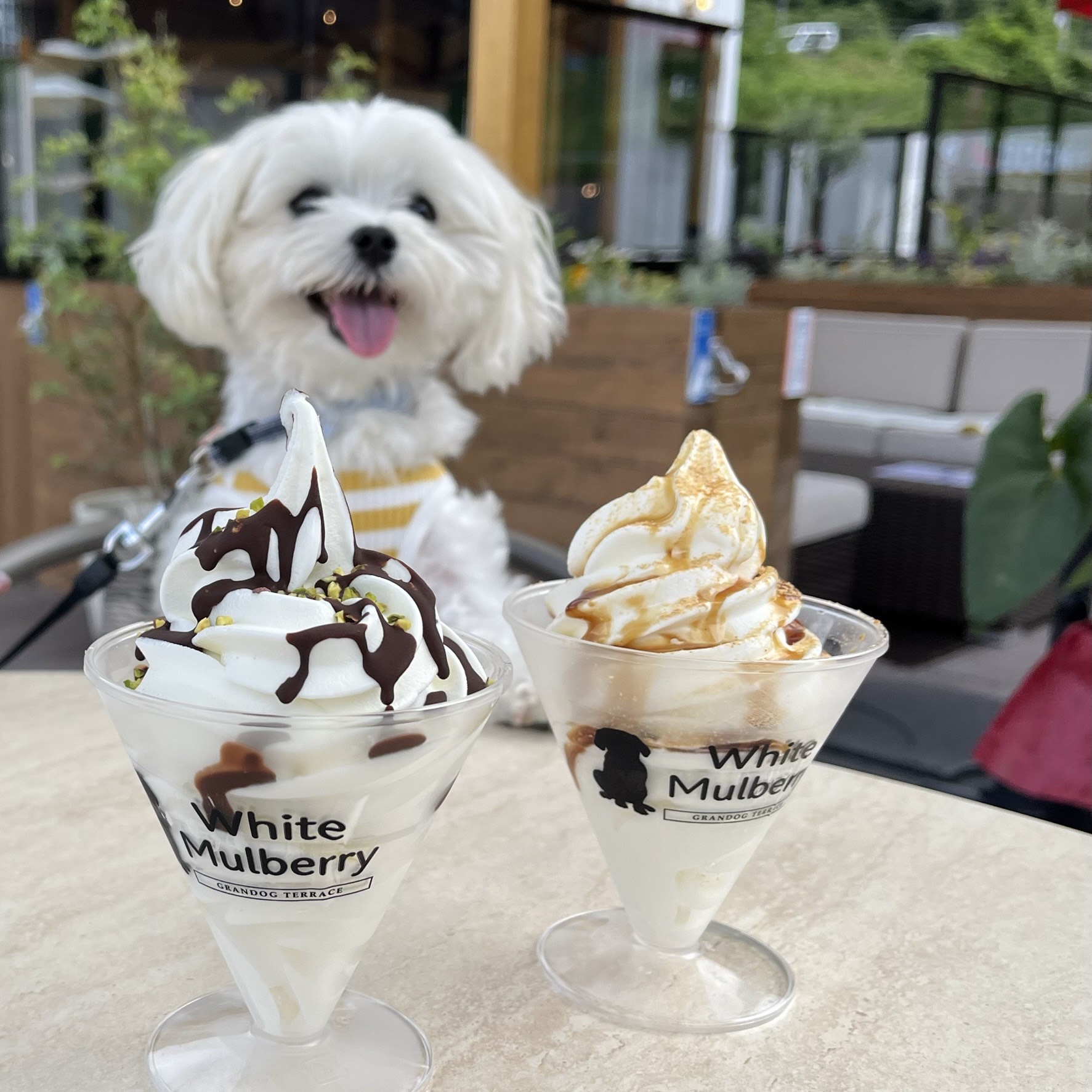 GRANDOG TERRACE