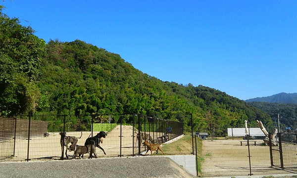 LAUGHTER KENNEL