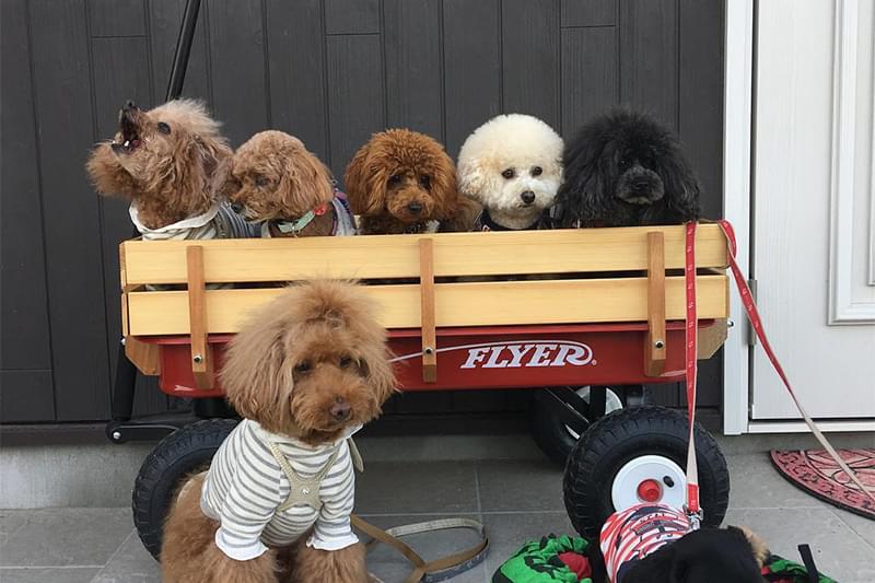 Dog cafe ふきの花