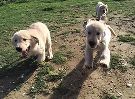 一心警察犬訓練所