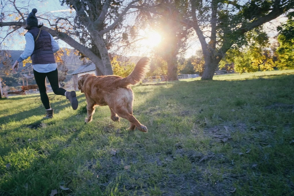 paws ドッグラン
