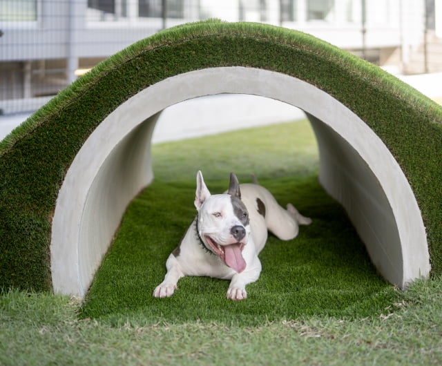 Dog Hotel Shirahama ドッグラン