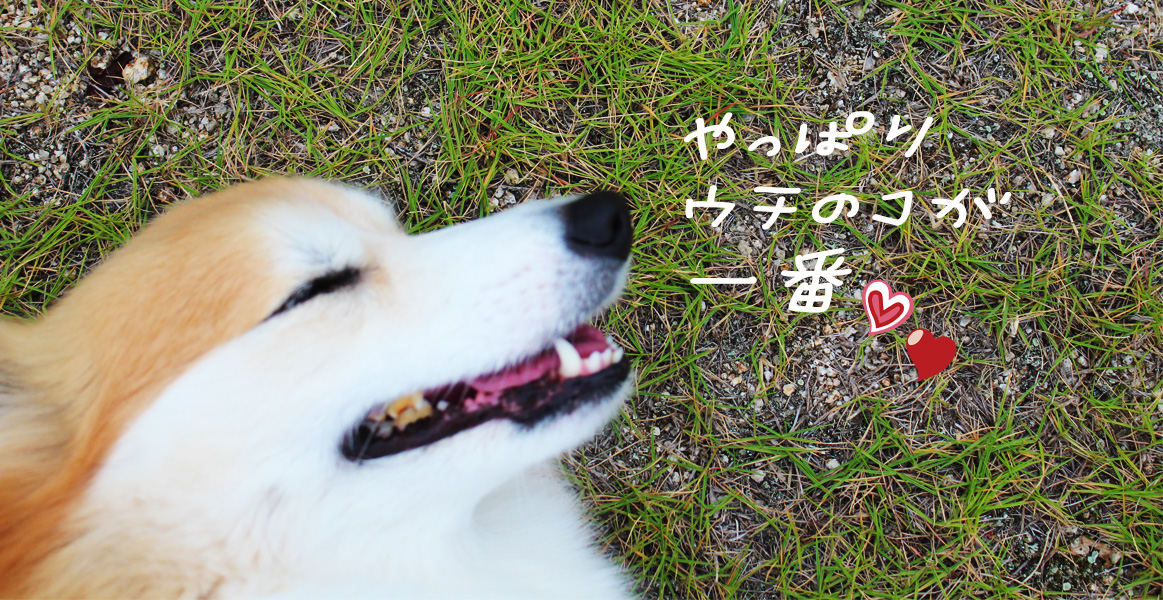 美しが丘にいはま ドッグラン