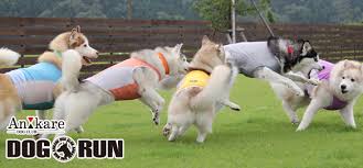 DOG RUN An-Kare
