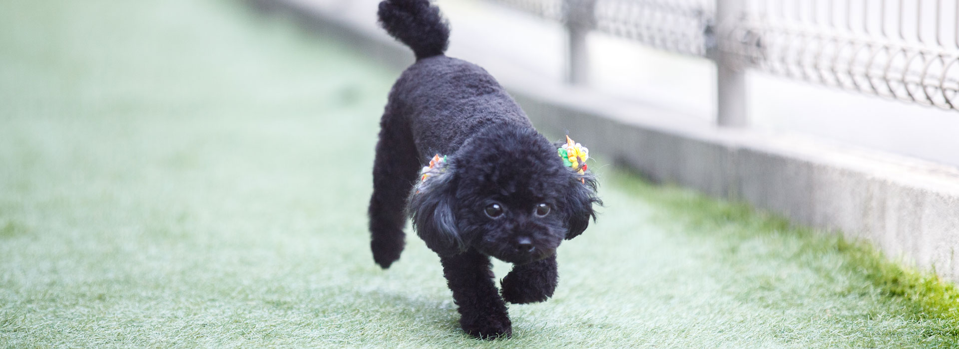 Pet salon marco