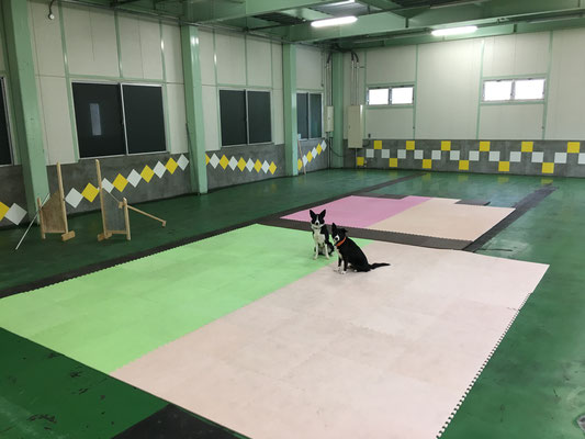 Dog ciTy