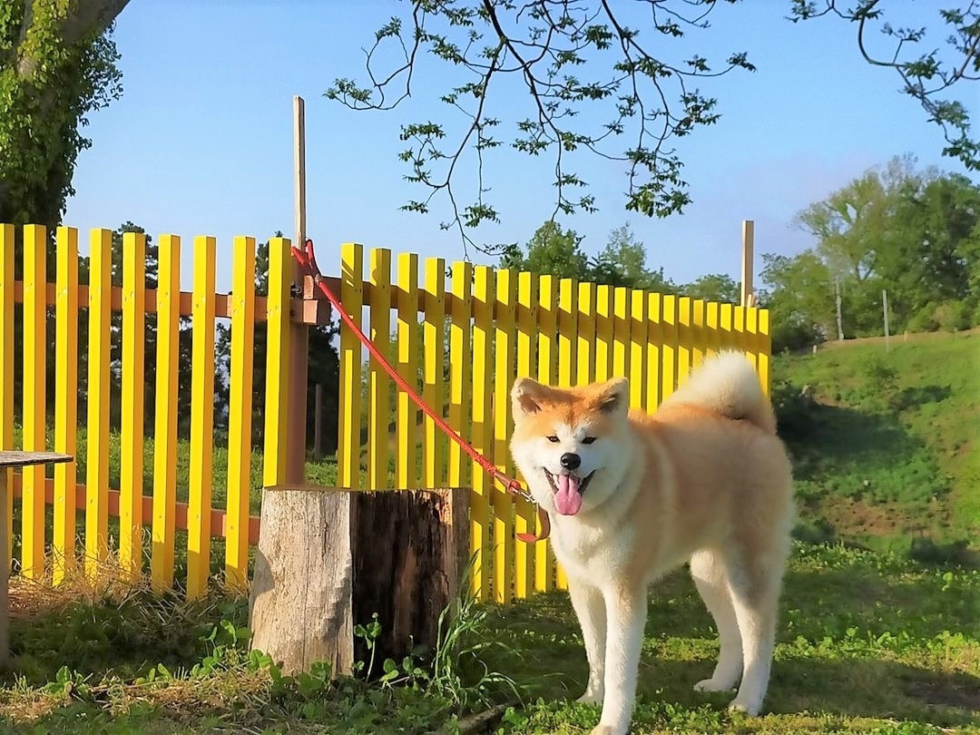 犬寄峠の黄色い丘 ドッグラン