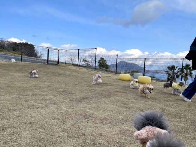 MARSHMALLOW・DOG