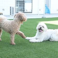 OMACHIDO Dogs & Cafe