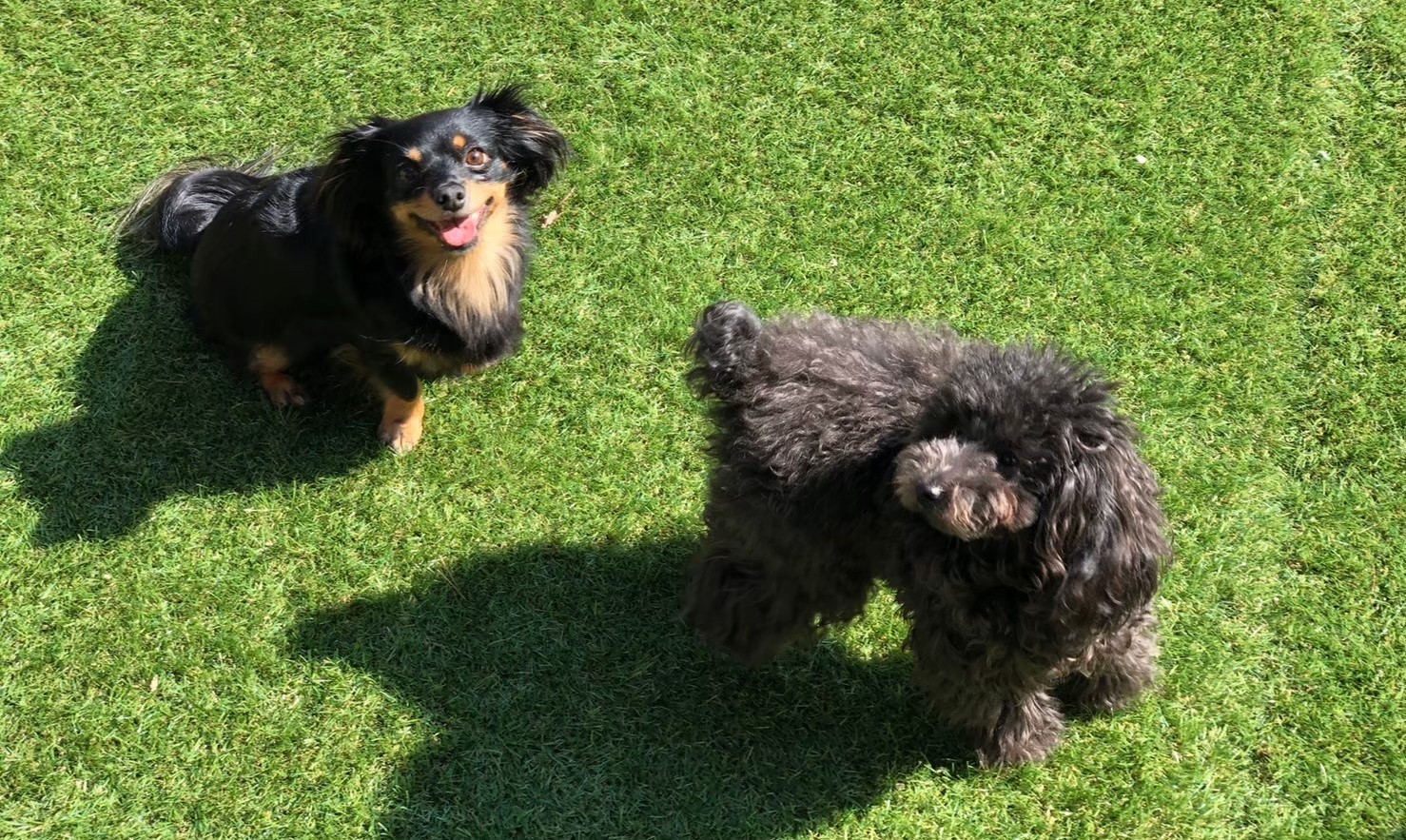Dogsalon tii-La
