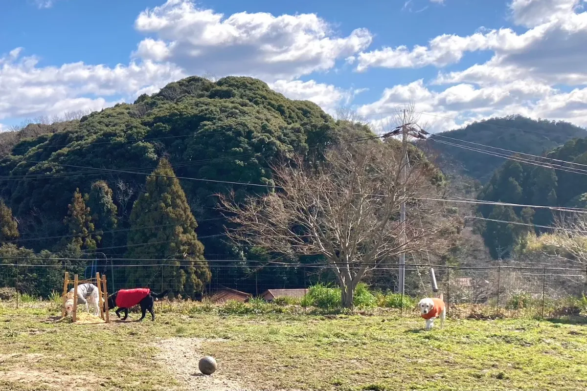 空庭ドッグラン