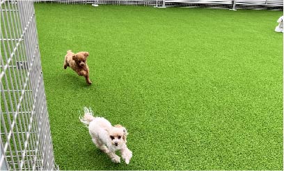 Petsalon Loa