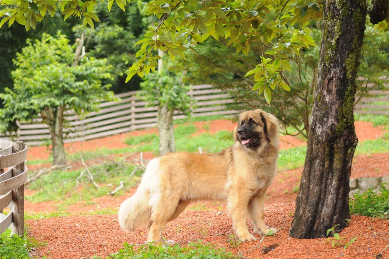 Bless Dog Oasis