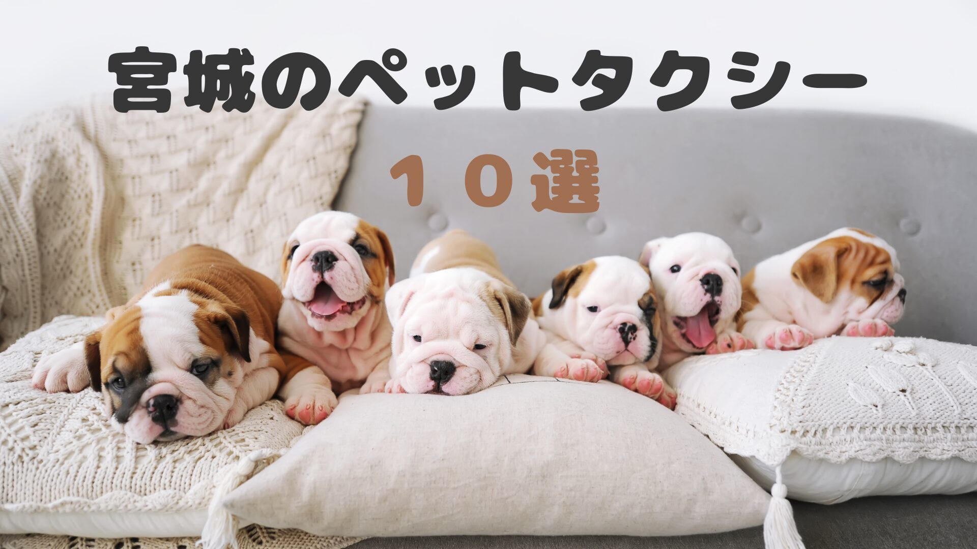 おすすめの宮城のペットタクシーをご紹介します【10選】
