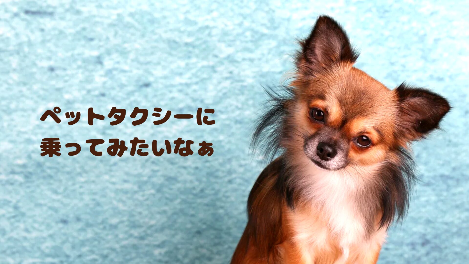 山口のおすすめのペットタクシー