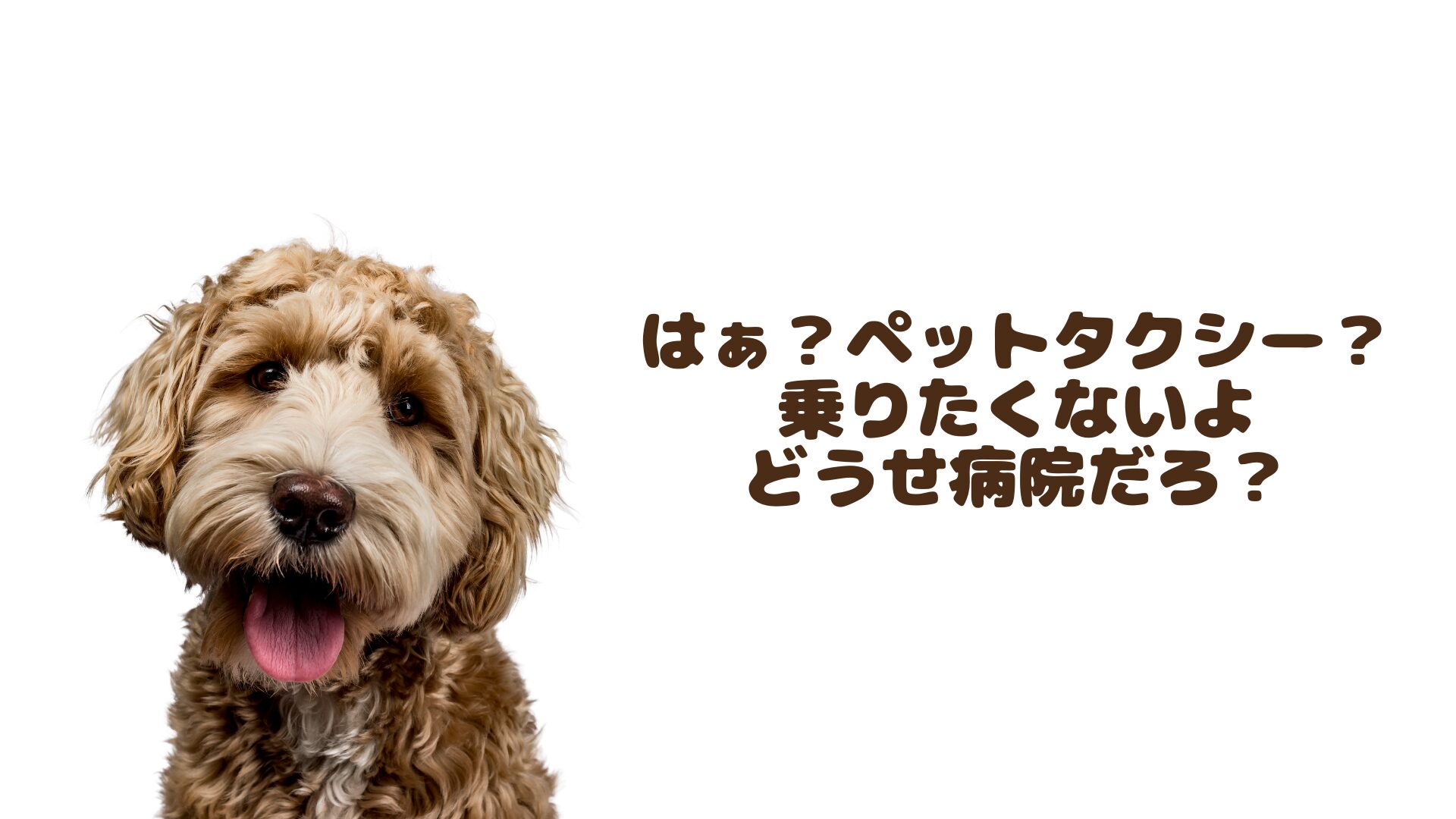 山形のおすすめのペットタクシー
