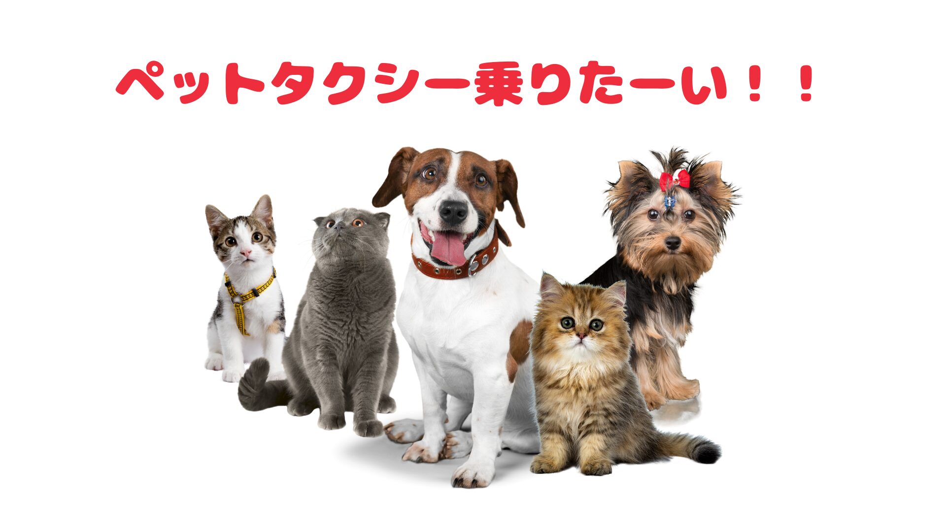 岐阜のおすすめのペットタクシー