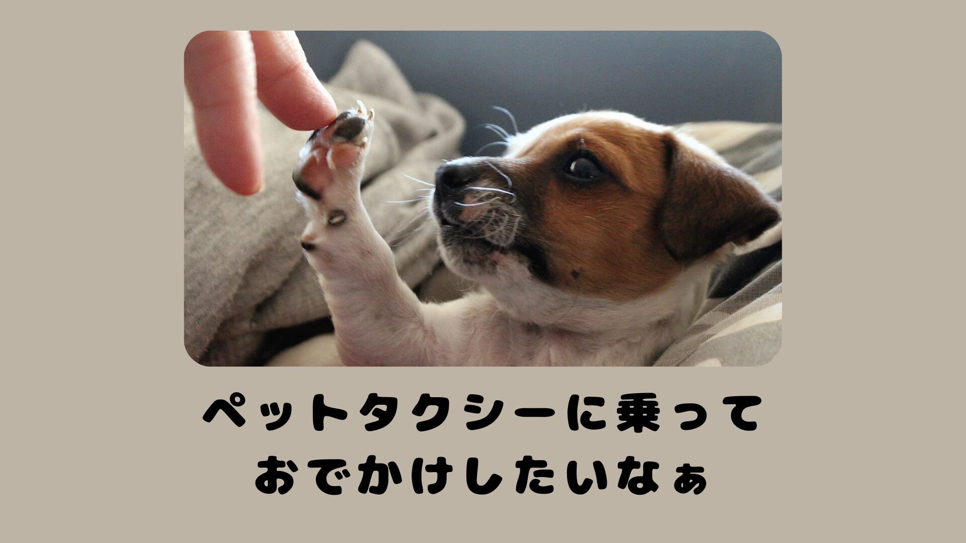 島根のおすすめのペットタクシー