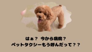 長崎のおすすめのペットタクシー