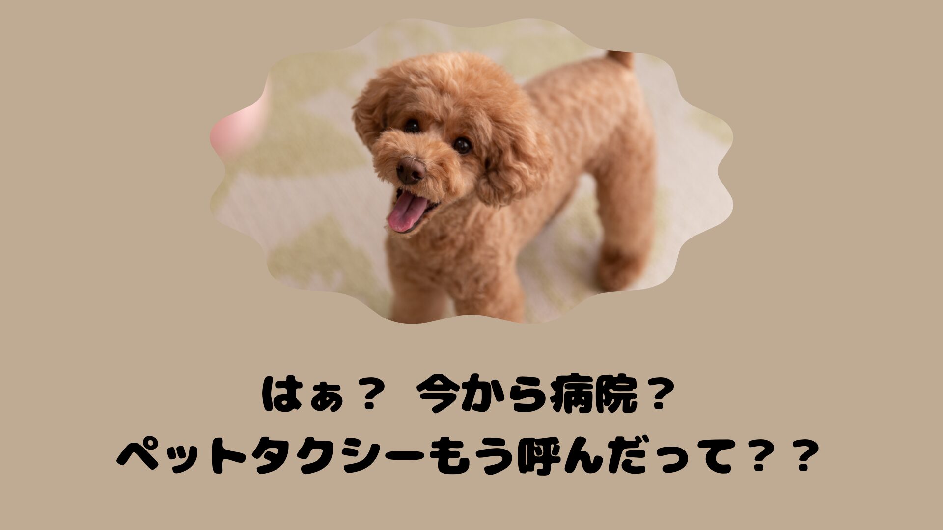 長崎のおすすめのペットタクシー