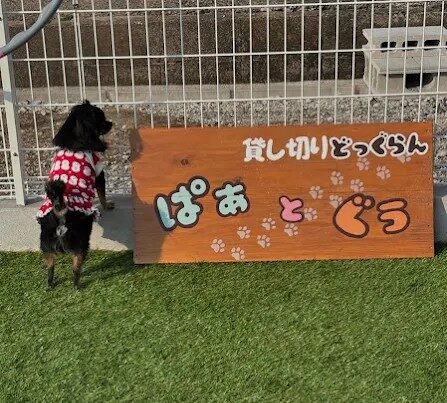 ぱぁとぐぅ 堺市 ドッグラン