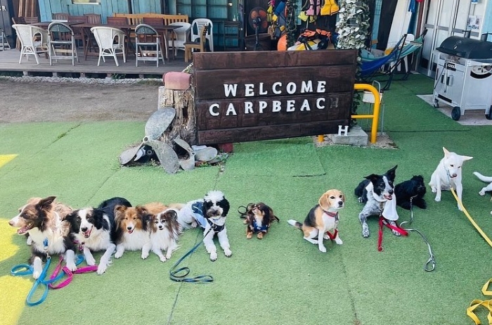 DOG LINE