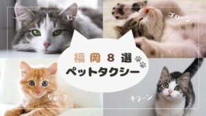 バスだらけの福岡でペットタクシーが増えてきた件【8選】