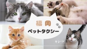 バスだらけの福岡でペットタクシーが増えてきた件【9選】