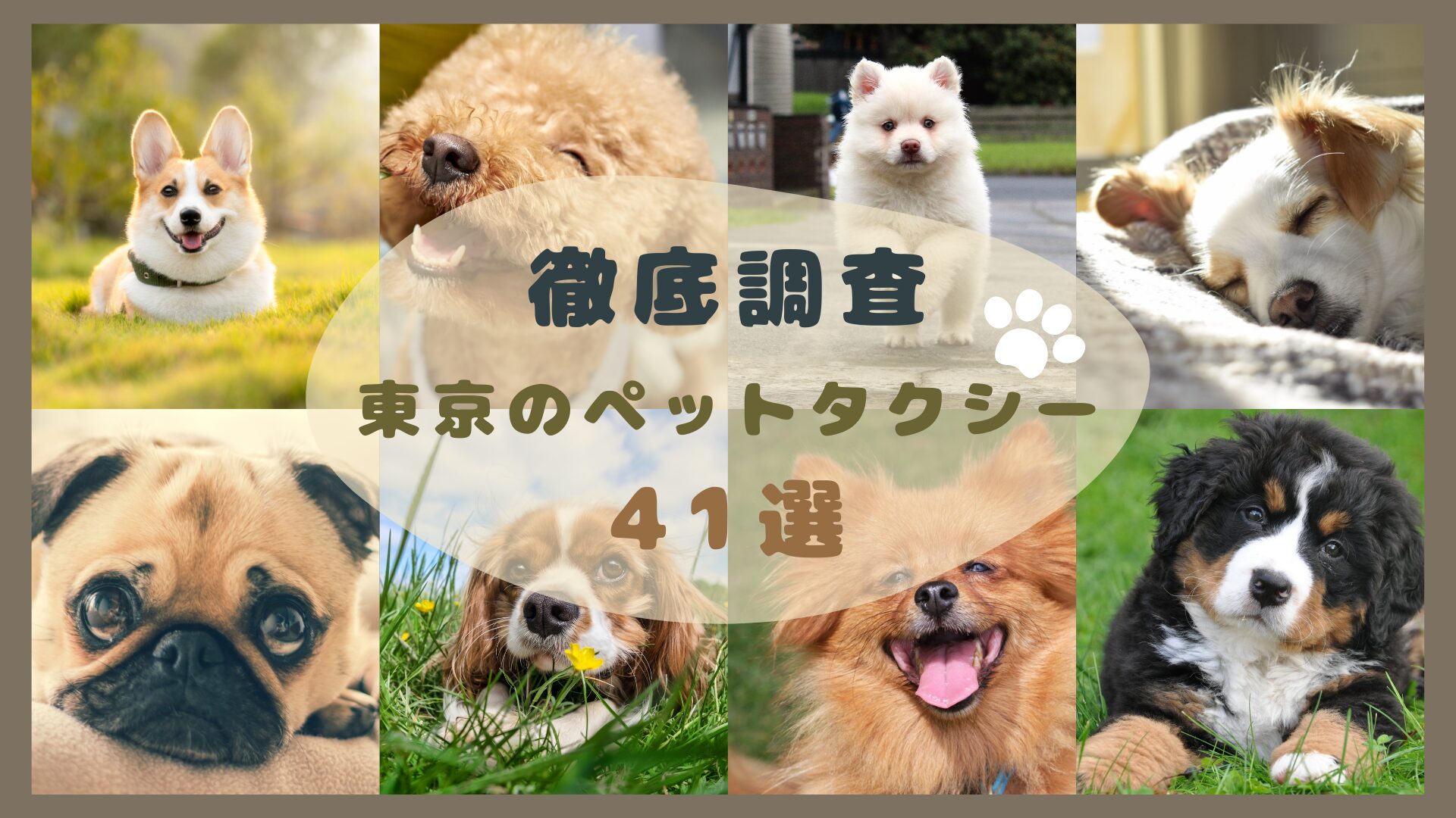 東京のおすすめのペットタクシー