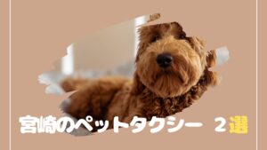 ペットタクシーは宮崎にもあるんですよ【2選】