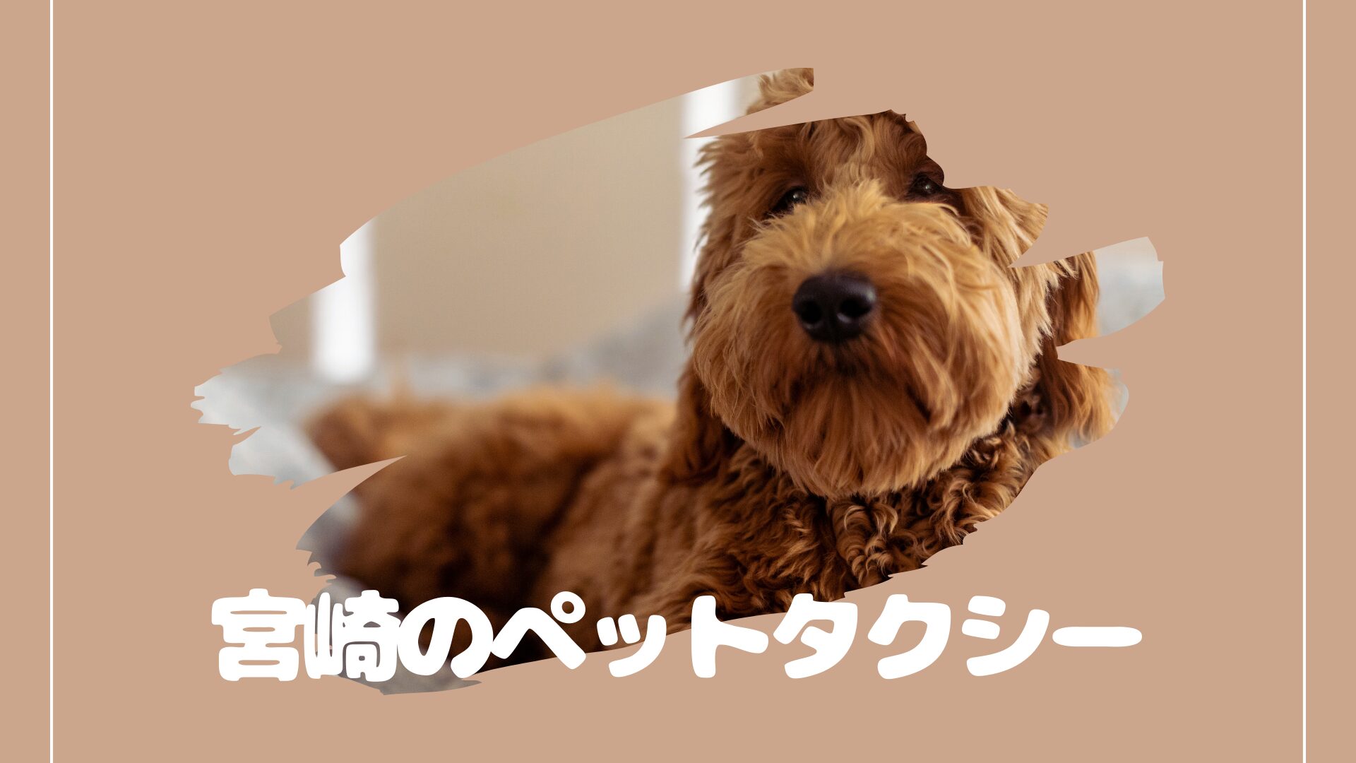 ペットタクシーは宮崎にもあるんですよ【3選】