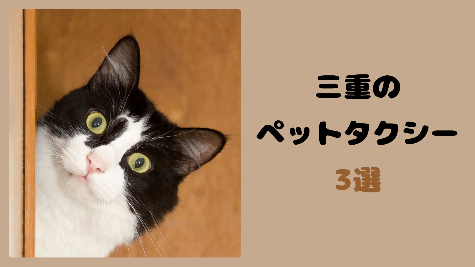 三重のおすすめのペットタクシー