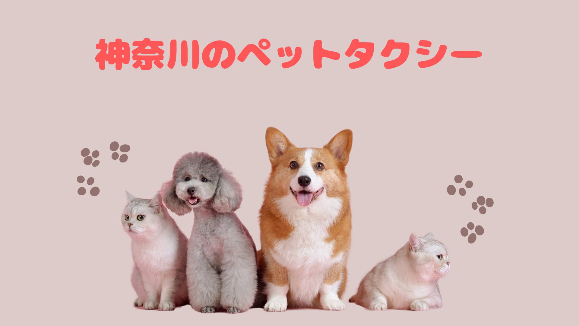 乗ってみたくなるおすすめの神奈川のペットタクシー【29選】