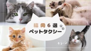 おすすめの福岡のペットタクシー