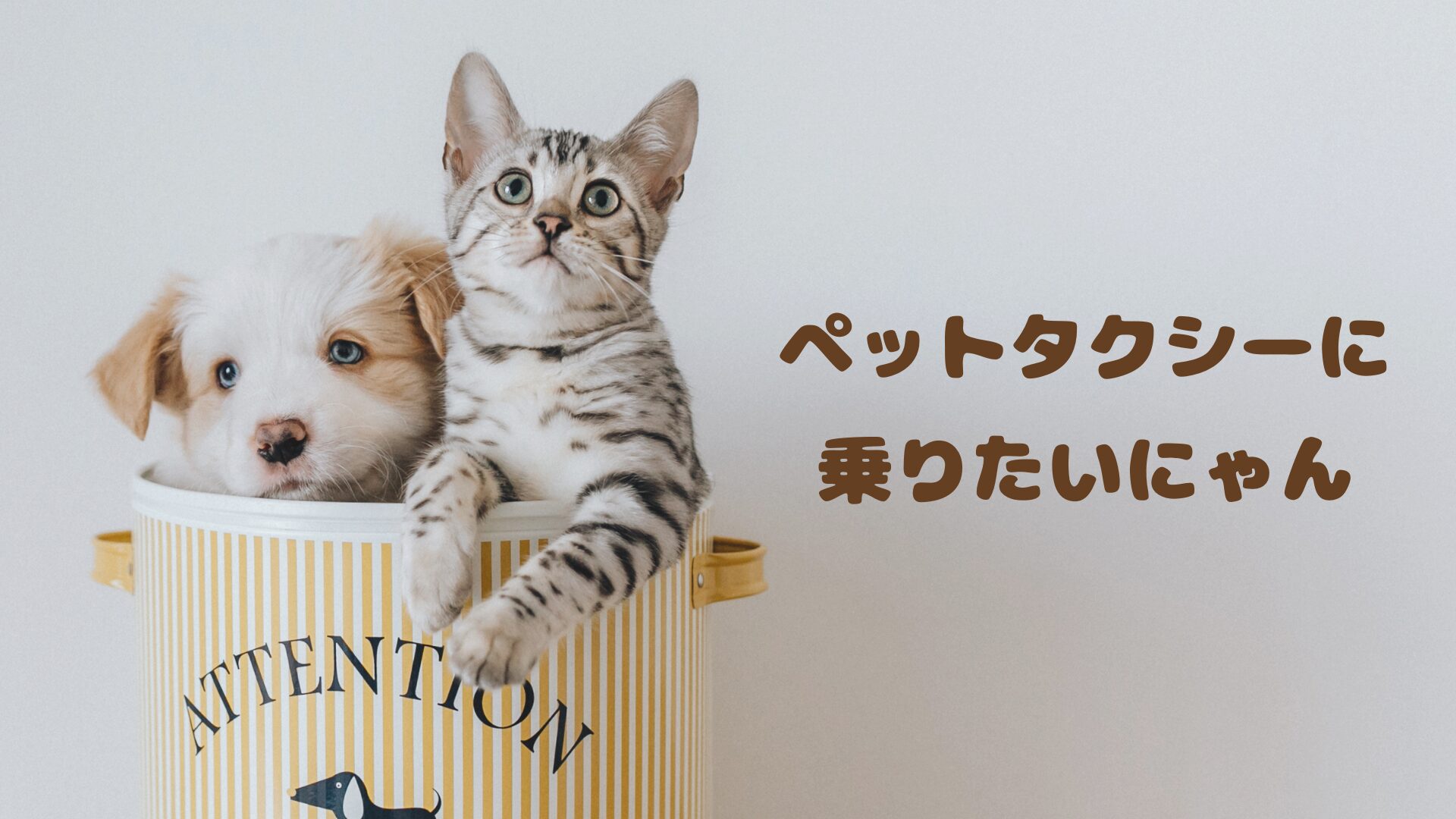 佐賀のおすすめのペットタクシー