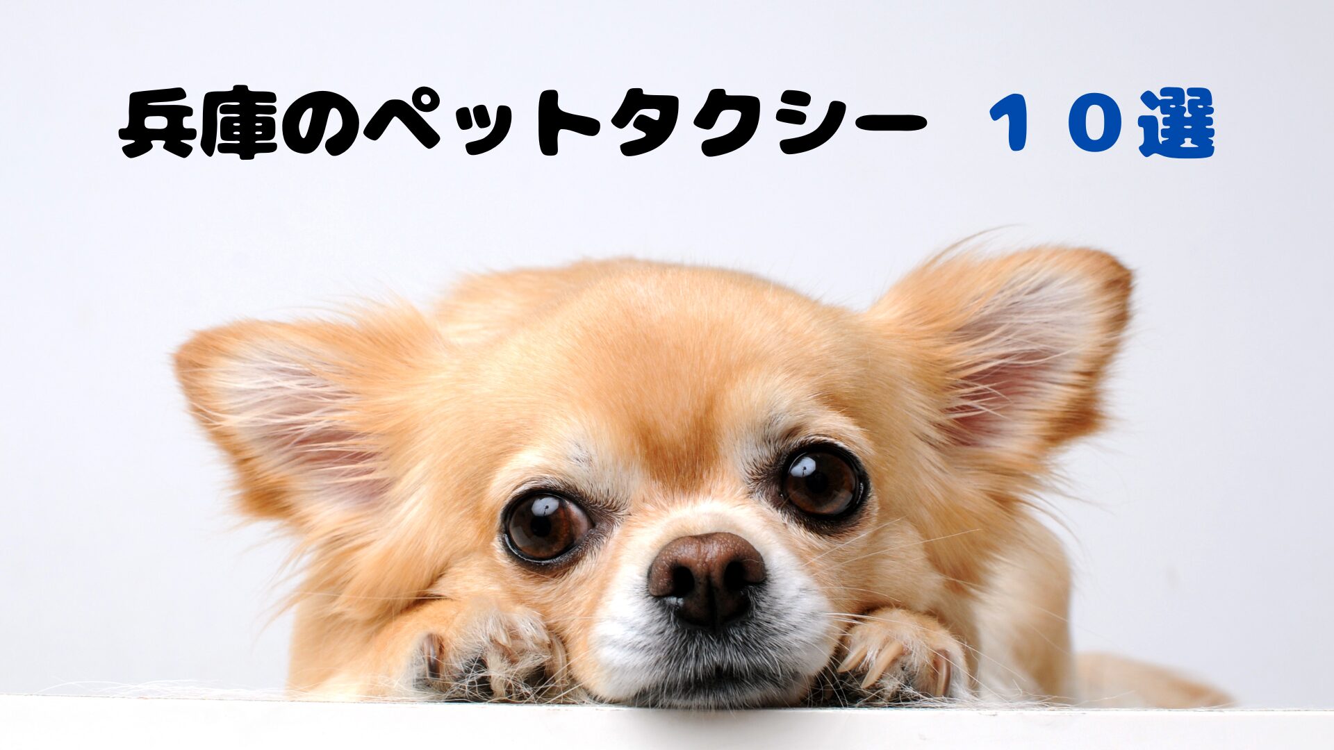 兵庫のおすすめのペットタクシー