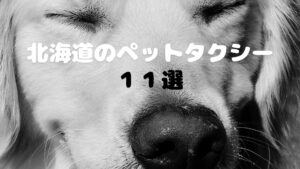 北海道の個性あふれるペットタクシーを紹介します【11選】