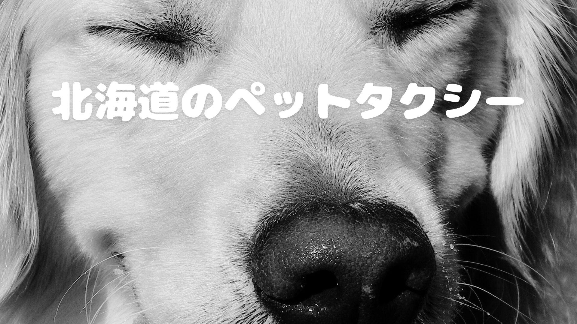 北海道の個性あふれるペットタクシーを紹介します【10選】