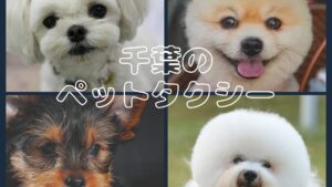 千葉には海もディズニーもペットタクシーもある【10選】